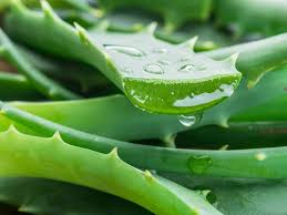 A extração ultrassônica pode aumentar a atividade anti-influenza de Aloe Vera?